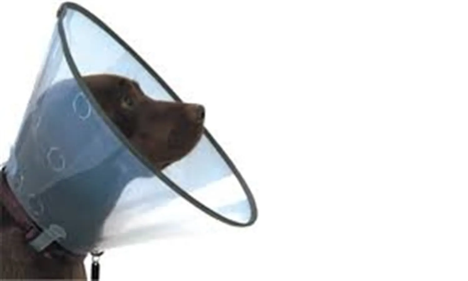 VetExtra Yakalık Dikişli 400 MM