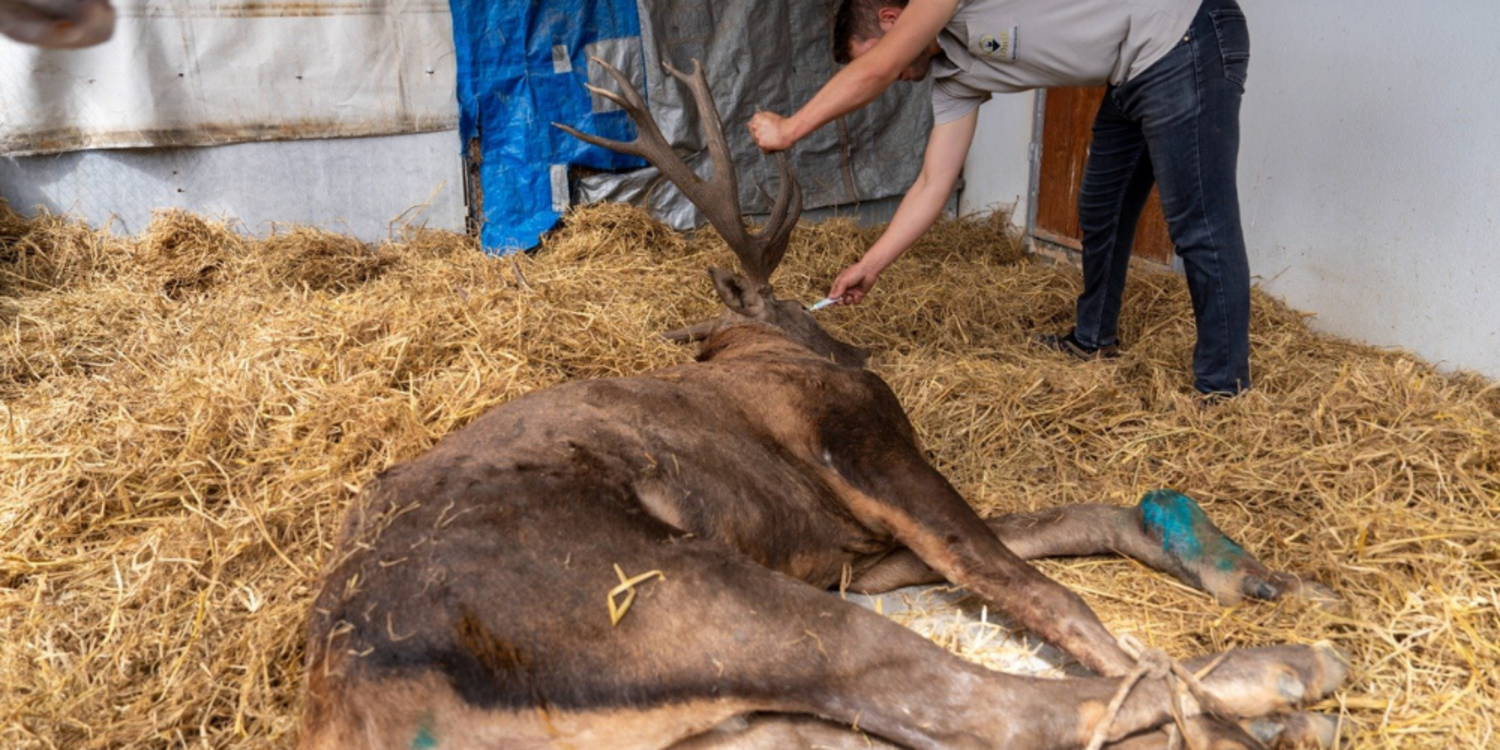 Yaralı geyik İzmir Doğal Yaşam Parkı’nda tedavi ediliyor