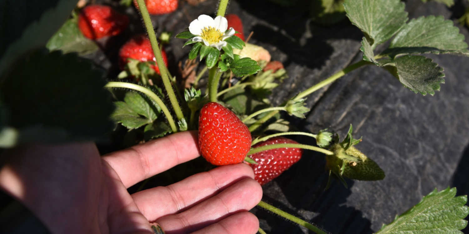 Emiralem çileği, on binleri buluşturacak