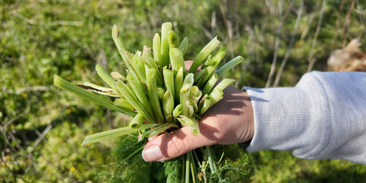 Geleneksel Mart Dokuzu Urla Ot Bayramı baharı karşılıyor