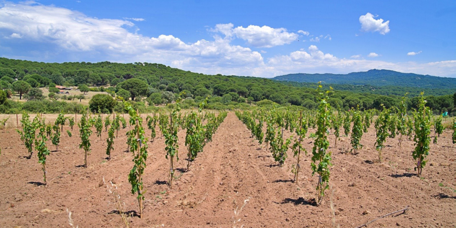 Kozak üzümleri küllerinden doğuyor
