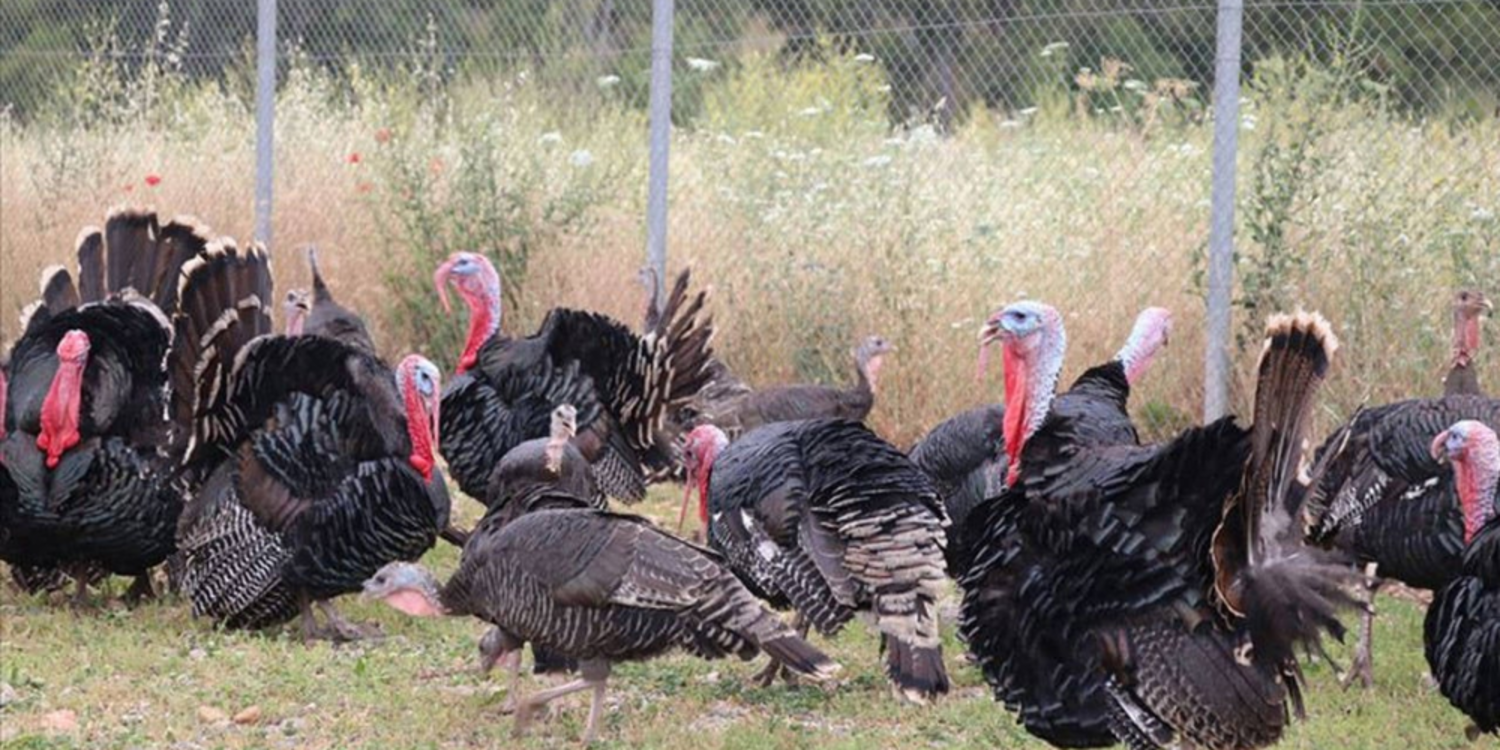 Hindi eti üretimi azaldı