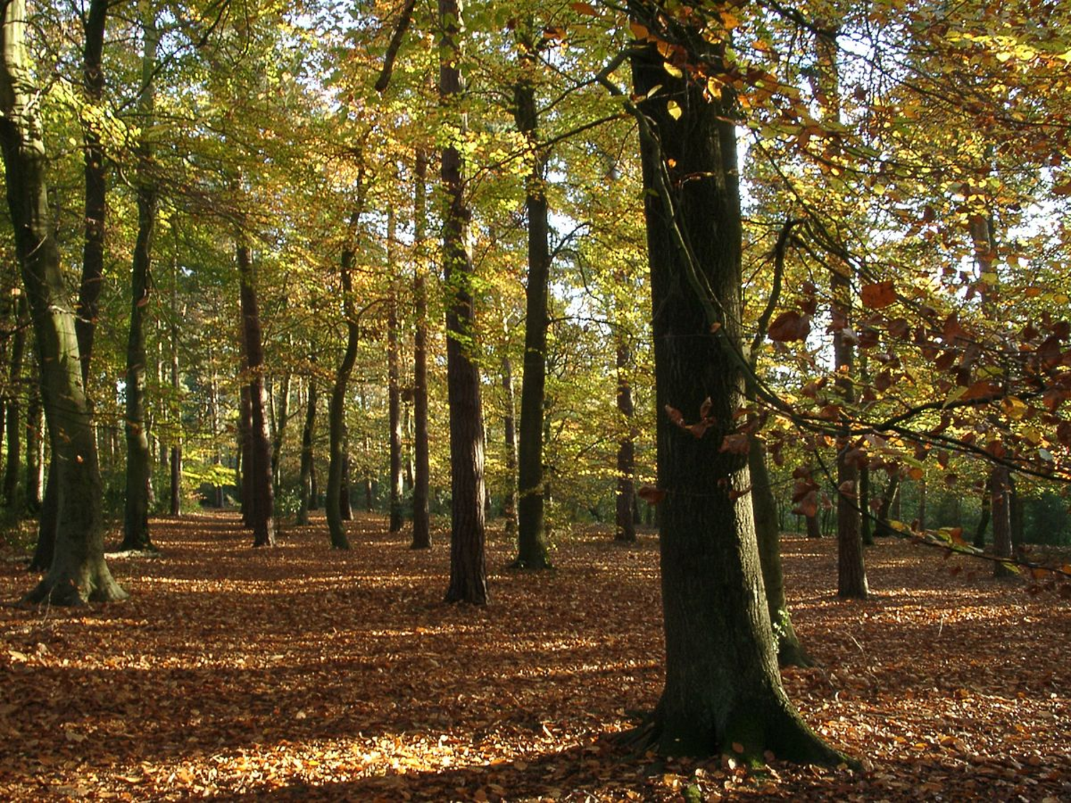 İzmir'de ormanlık alanlara giriş yasağı