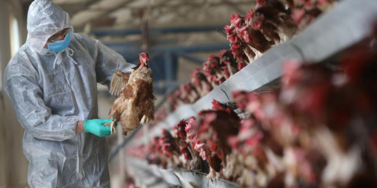 Antarktika'da kuş gribi yayılıyor