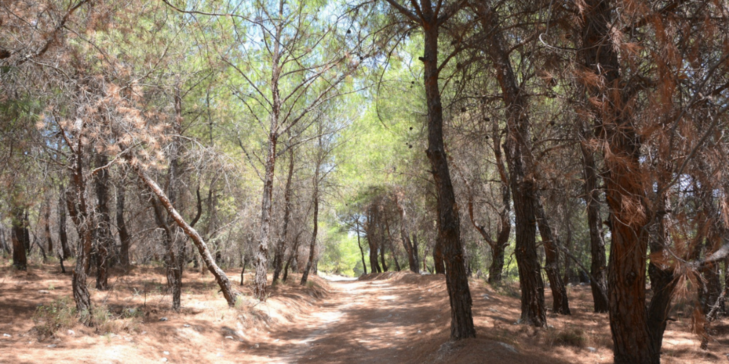 İzmir'de ormanlık alanlara giriş yasağı