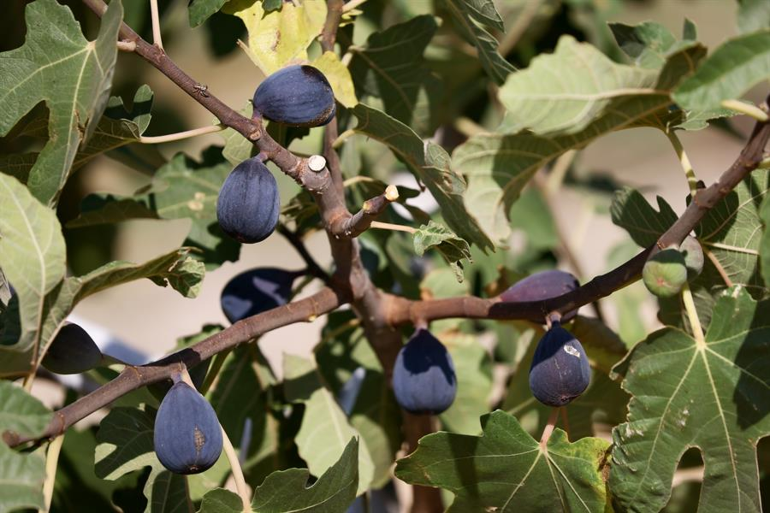 Türkiye'nin incirdeki yeni yıldızı "Siyah orak", Kuzey Ege'de yayılıyor