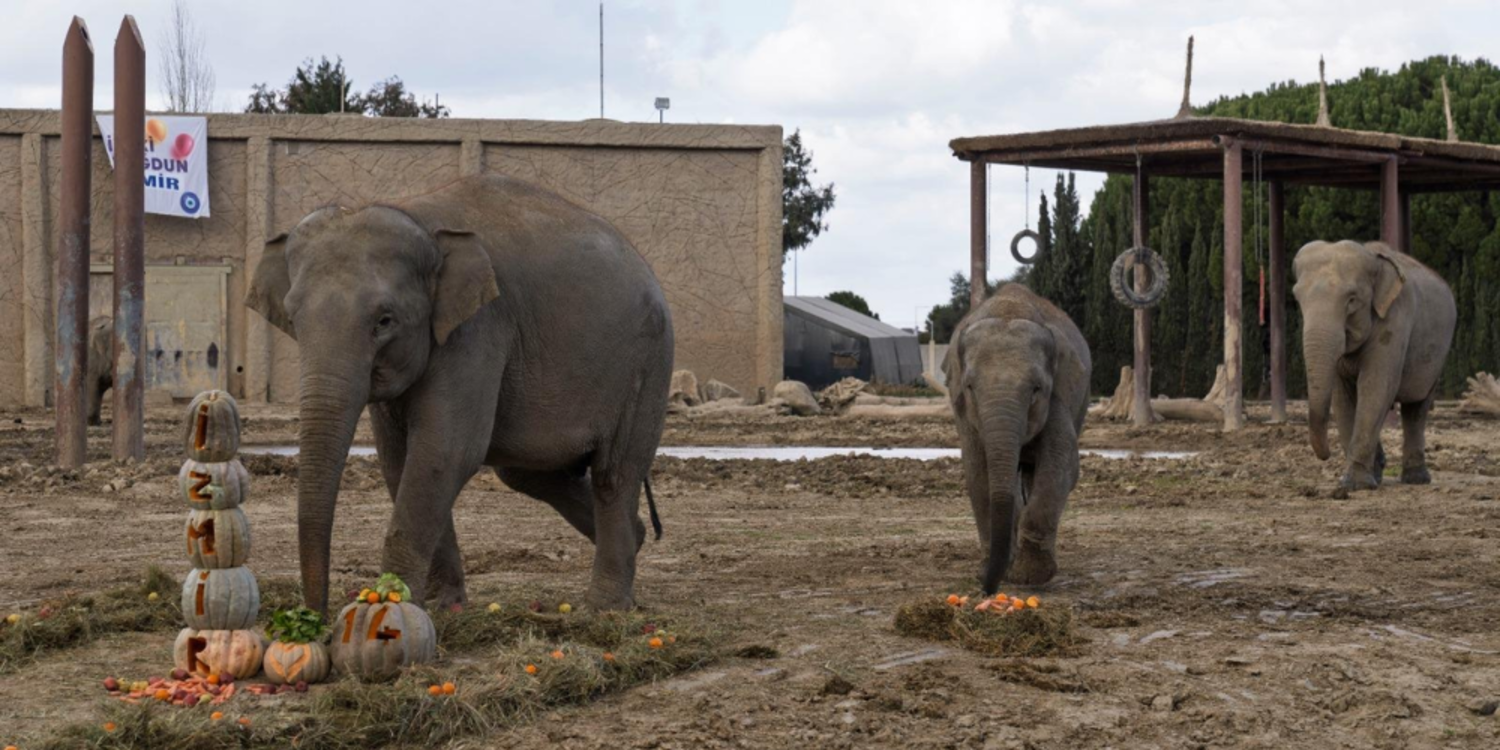 İyi ki doğdun “İzmir”