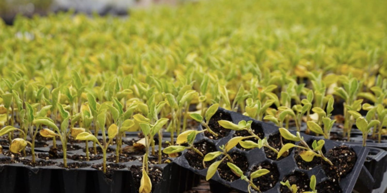 Başkan Denizli üreticilere 50 bin adet fidan dağıttı