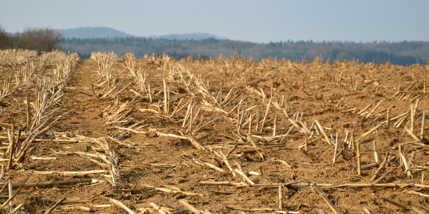 Adana’da anız yakmak yasaklandı