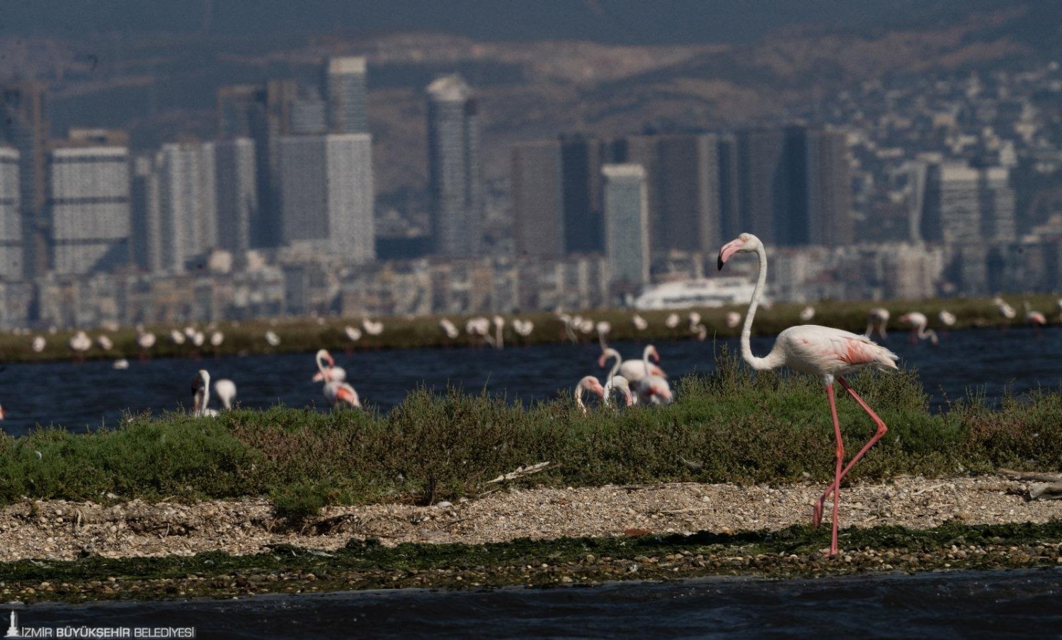 Flamingo Yolu turları başladı