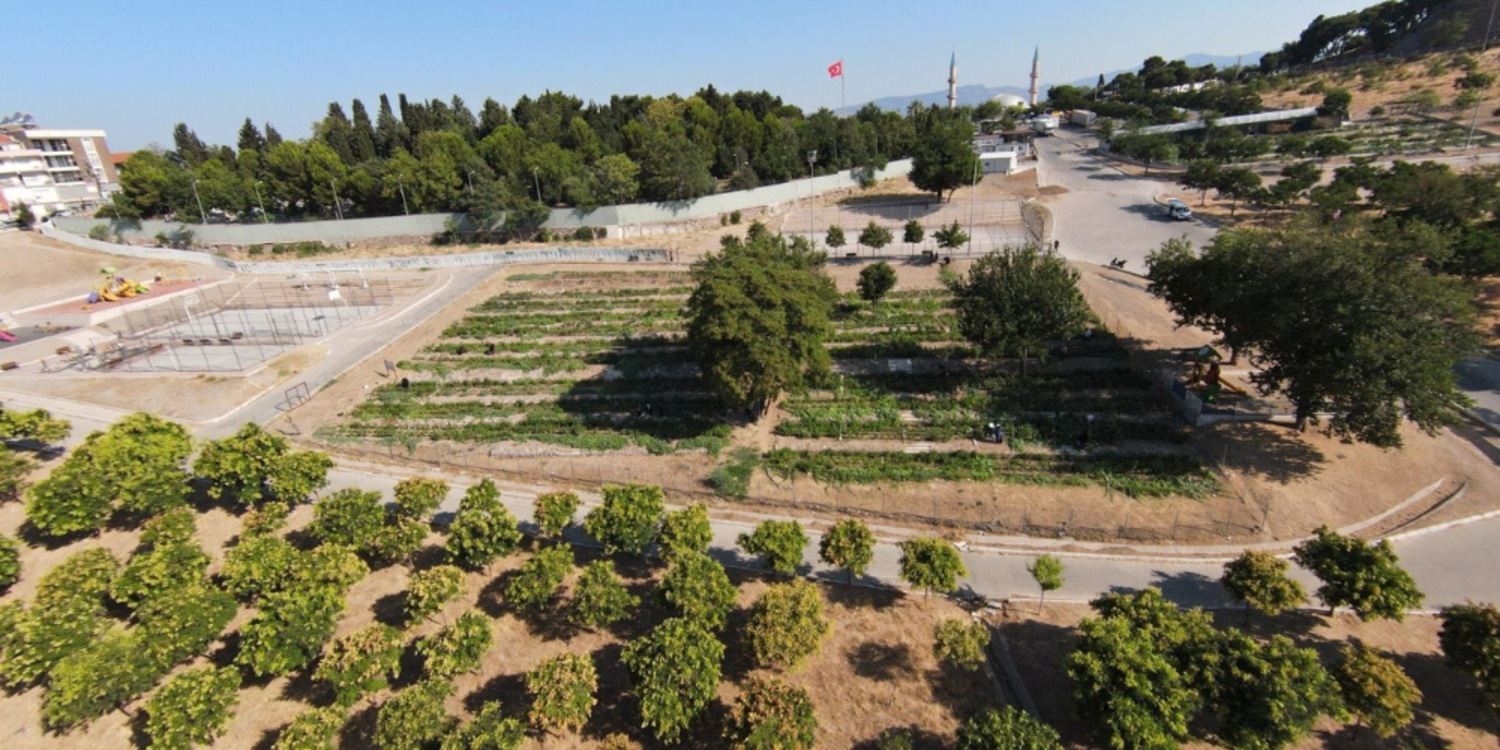 Mahalle bostanında hasat zamanı