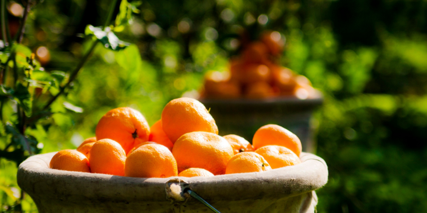 Narenciye ihracatında tarihi rekor