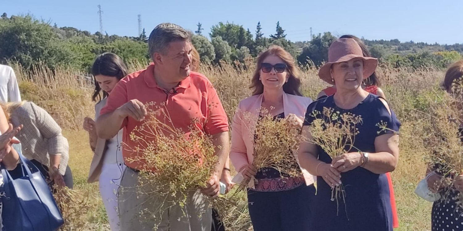 Çeşme’de 30 yıl aradan sonra ilk kez anason hasadı