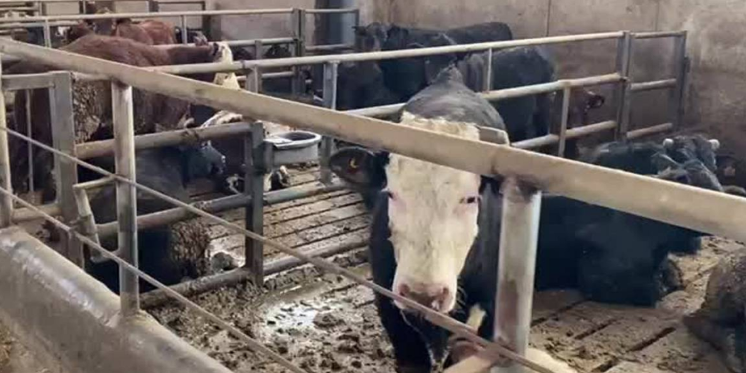 Tarım Bakanlığı 600 bin besilik sığır ithal edecek