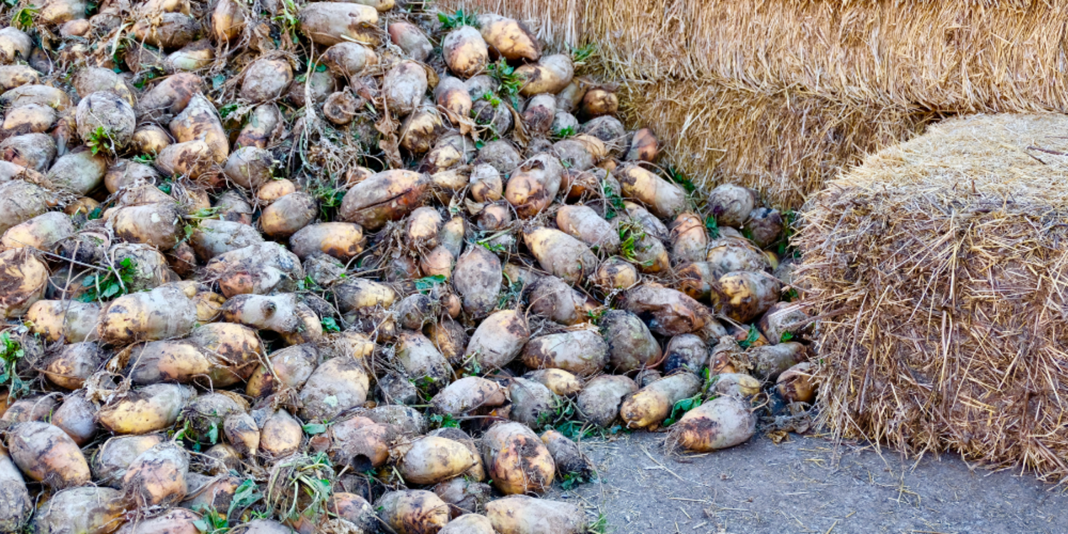 Şeker pancarı alım fiyatı belli oldu