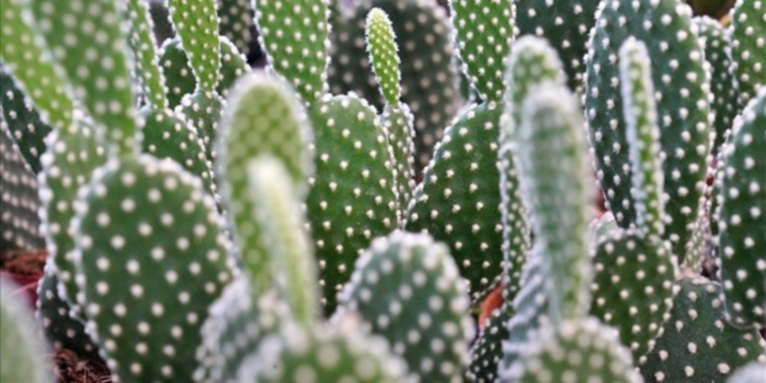 Hem tohumlar hem kadınlar güçleniyor