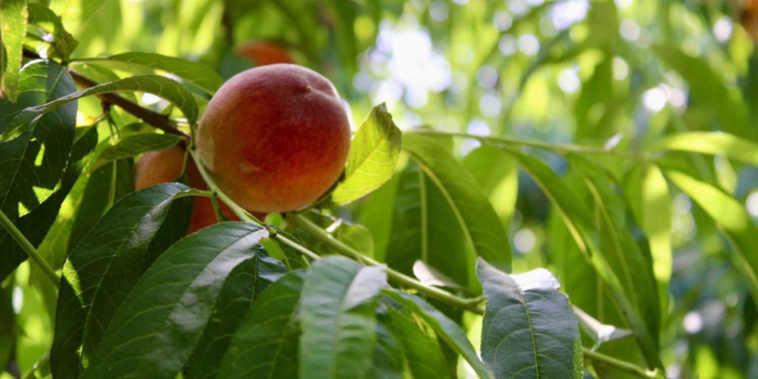 İzmir’den dünyaya şeftali