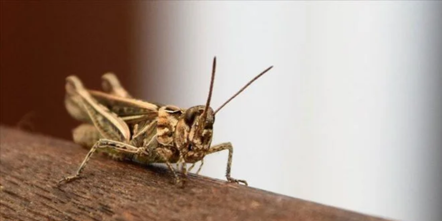 16 böcek türü yiyecek olarak onaylandı
