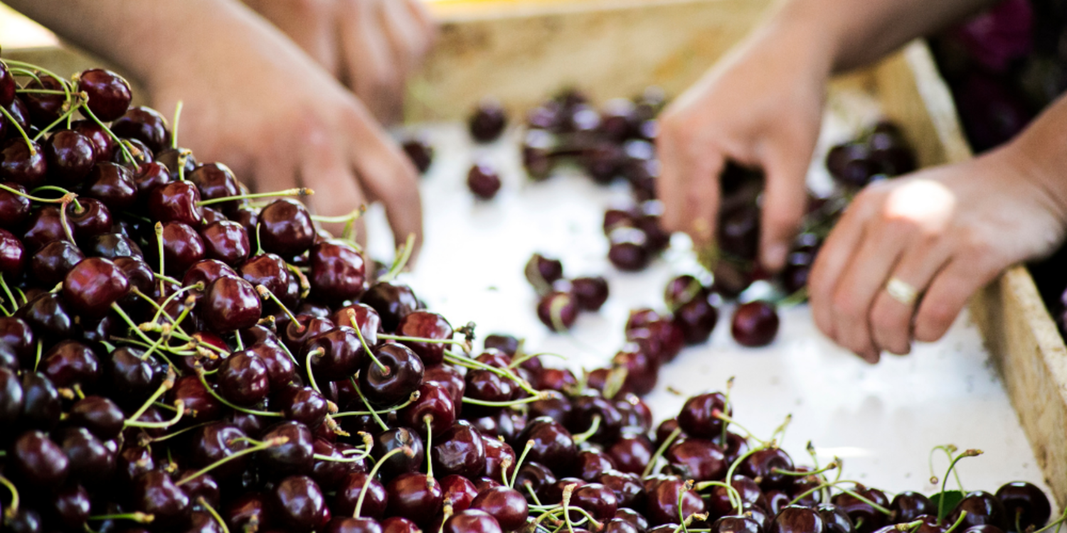 Kemalpaşa'da kiraz ve yaş meyve sebze ihracatına inspektör desteği