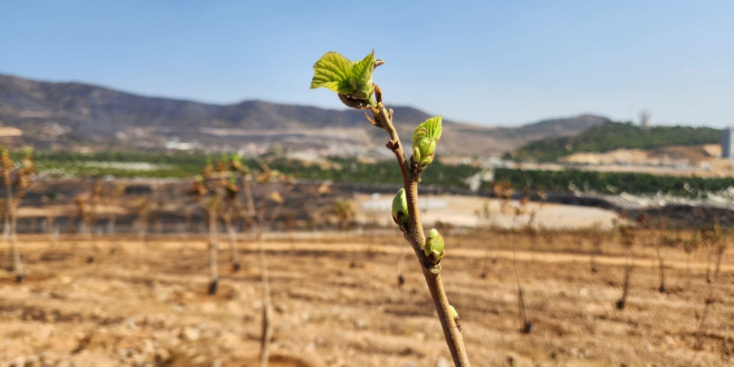 Yapraklar yeniden yeşermeye başladı