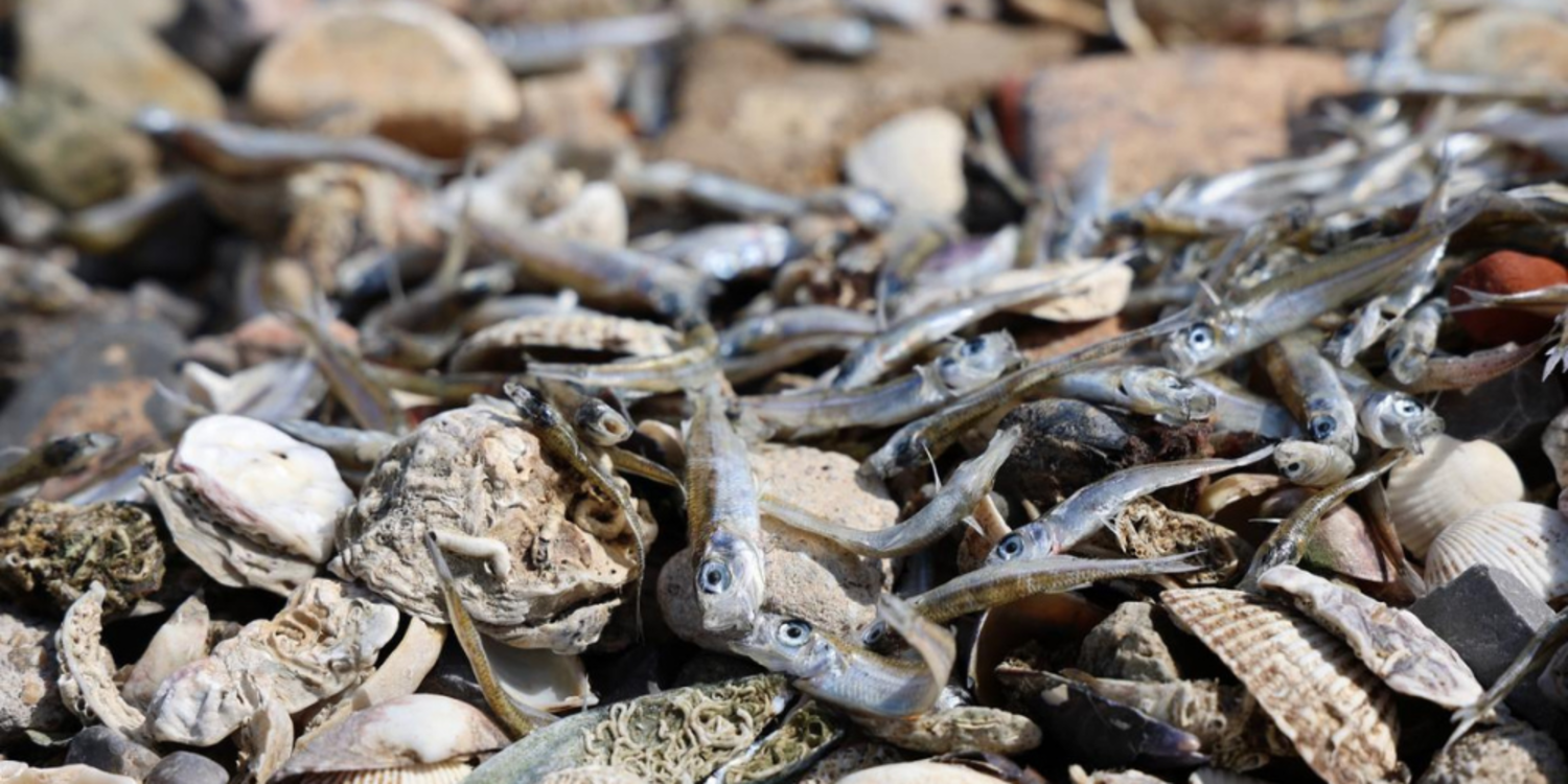 Koku ve balık ölümlerinin nedeni belli oldu