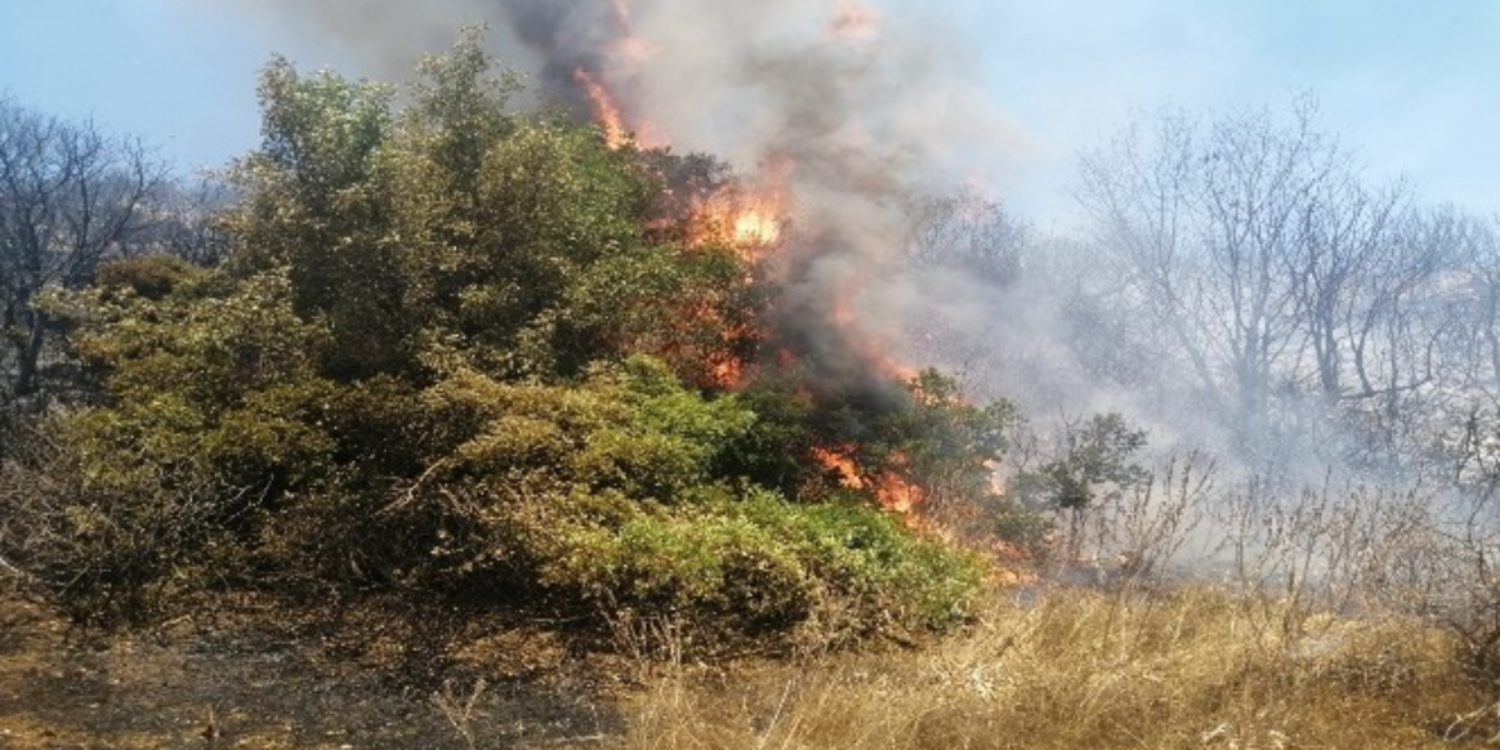 İzmir'deki yangında ağır bilanço: 2,5 hektar tarım alanı zarar gördü
