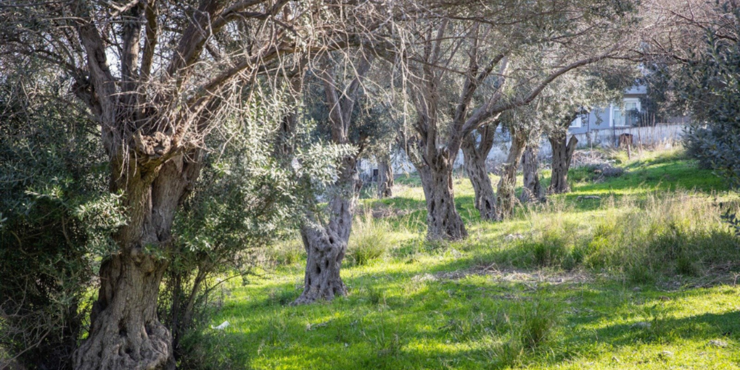 Buca Onat Tüneli’nin güzergâhındaki ağaçlar koruma altında