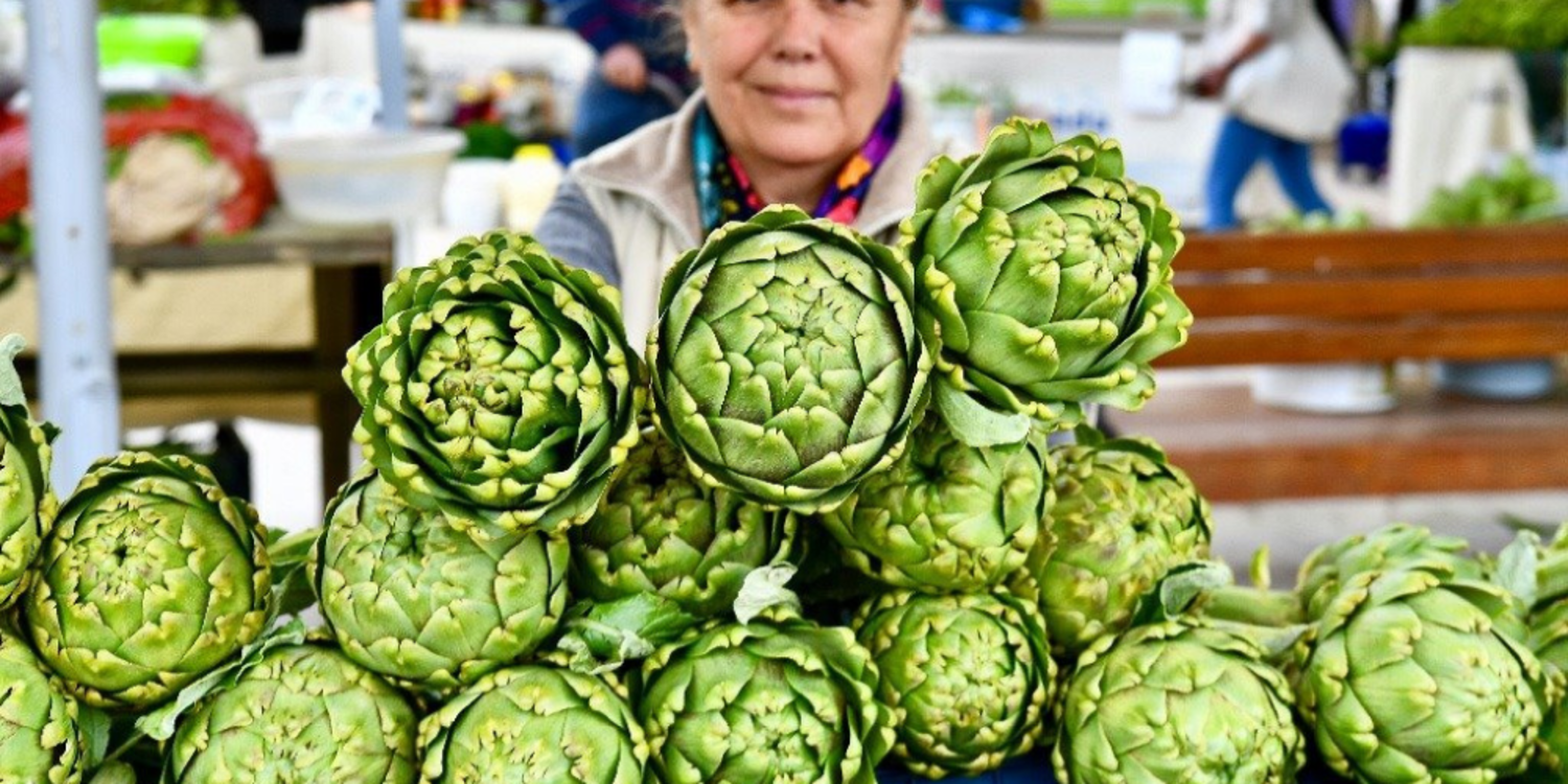 Urla Enginar Festivali için geri sayım başladı