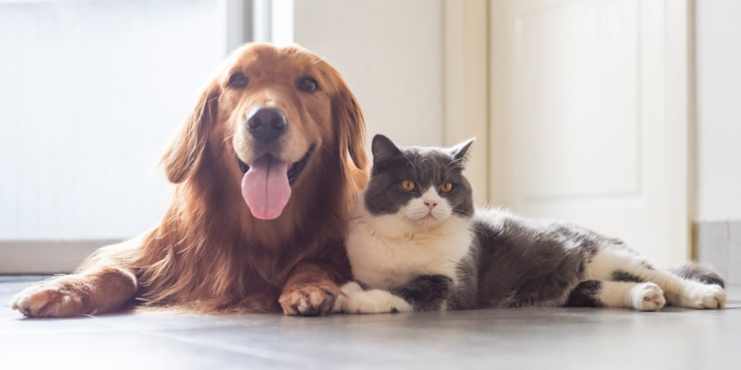 Sokağa çıkmayan evcil hayvana da aşı şart