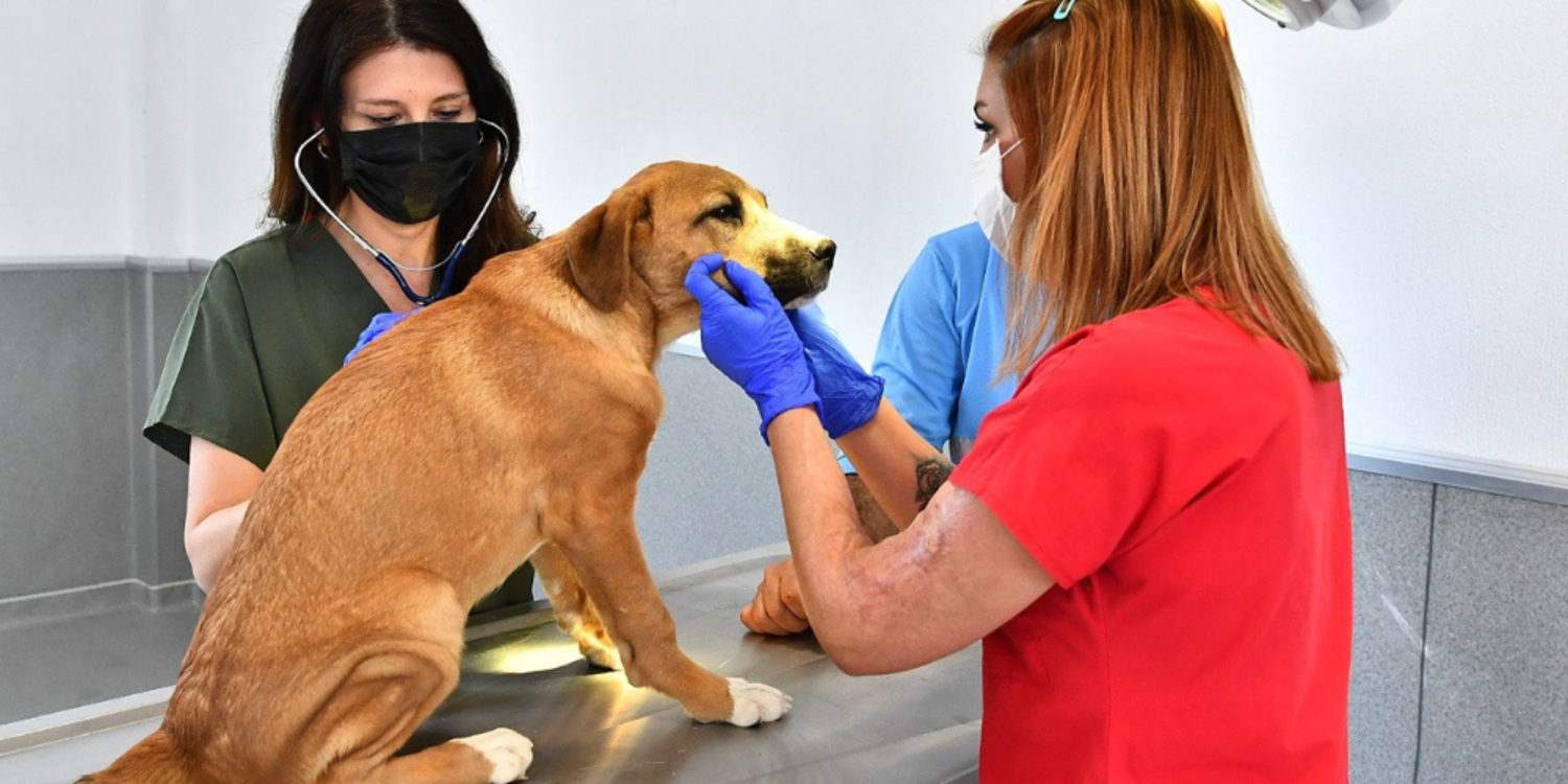Veteriner İşleri Halk Sağlığı Dairesi Başkanlığı kuruldu