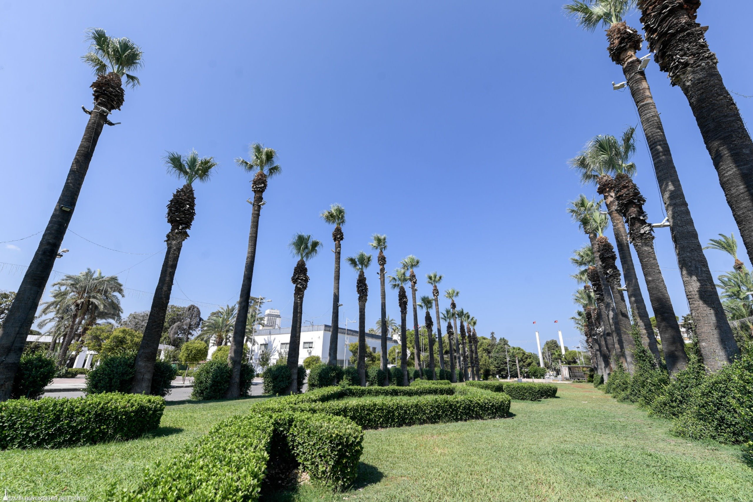 Kültürpark’ın palmiyeleri güvende