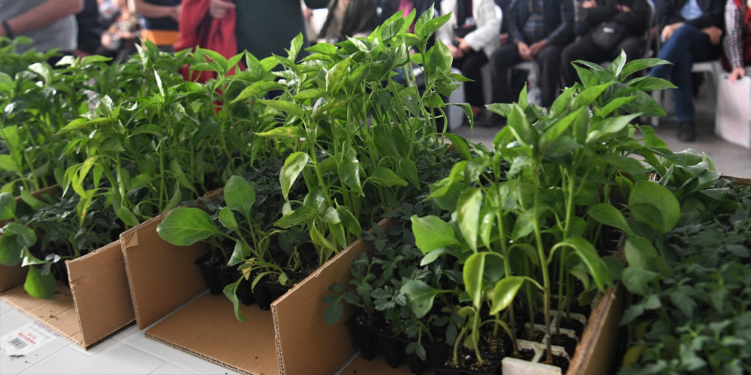 Bornova Belediyesi 500 bin fide dağıtıyor