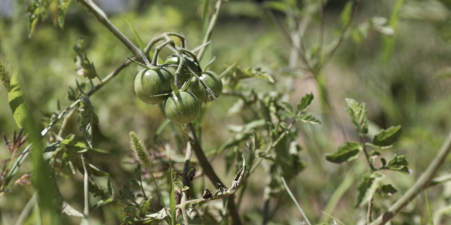 Karşıyaka’da tohumlar toprakla buluştu