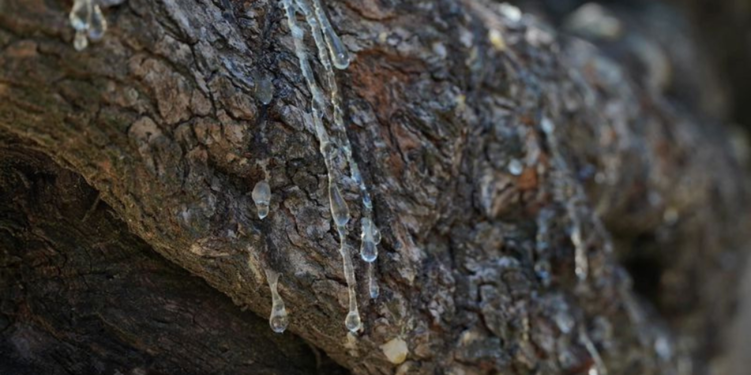 Çeşme’de hedef 100 bin sakız ağacı