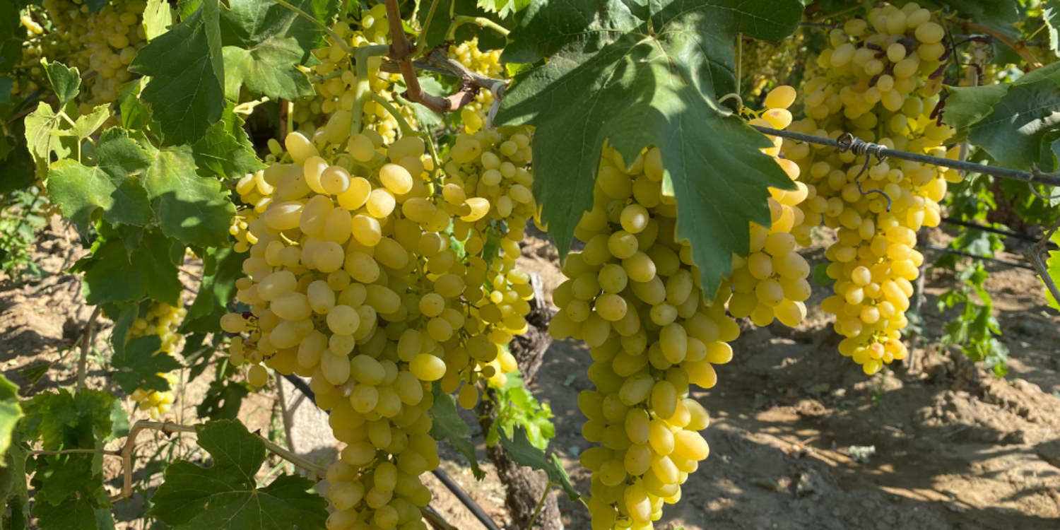 Sofralık üzüm 25 Temmuz’da ihracat yolcusu