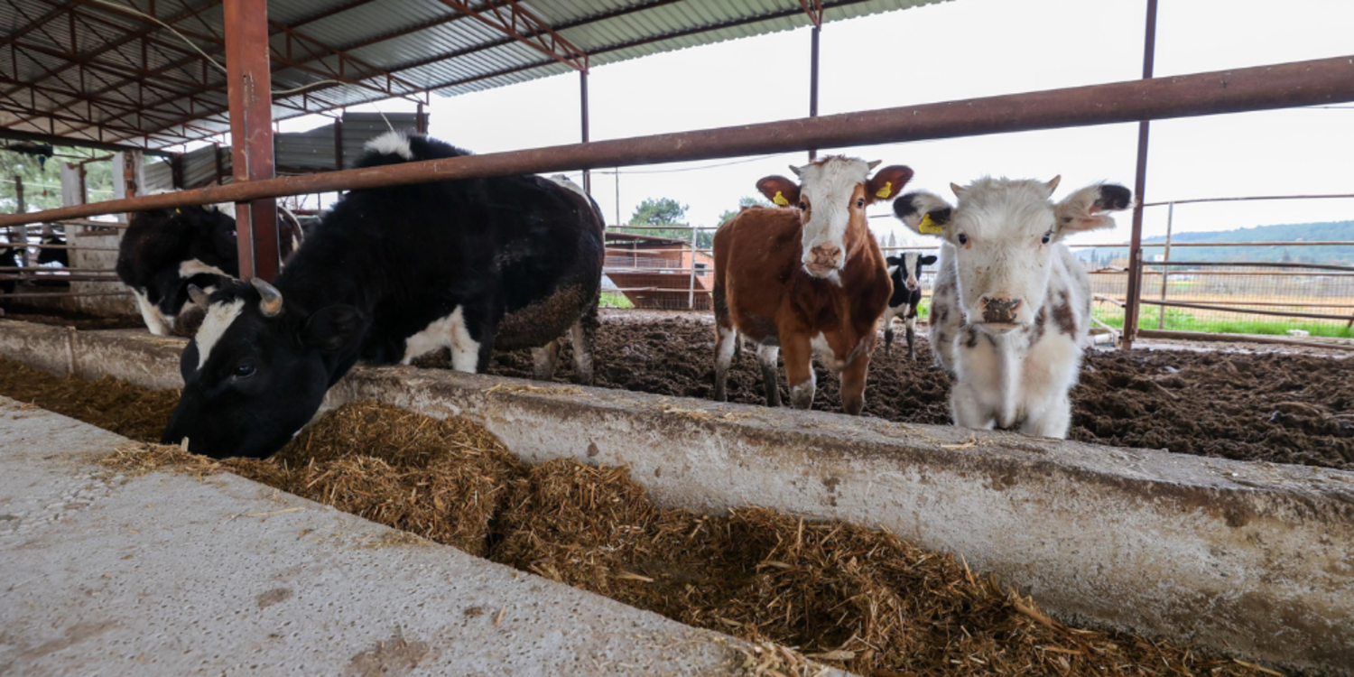 İneklerde kuş gribi tespit edildi
