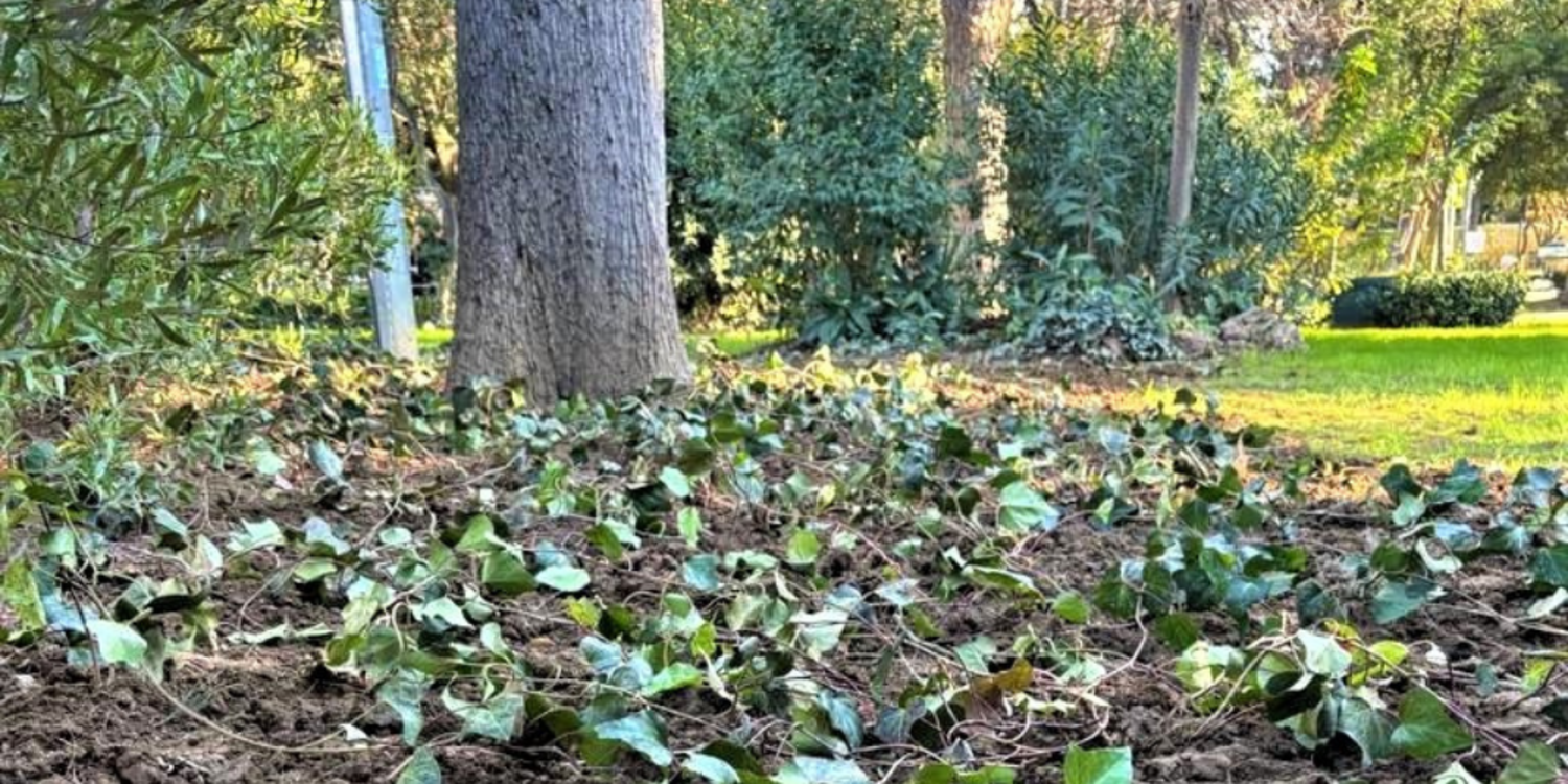 5 yılda 13 bin ağaç dikildi