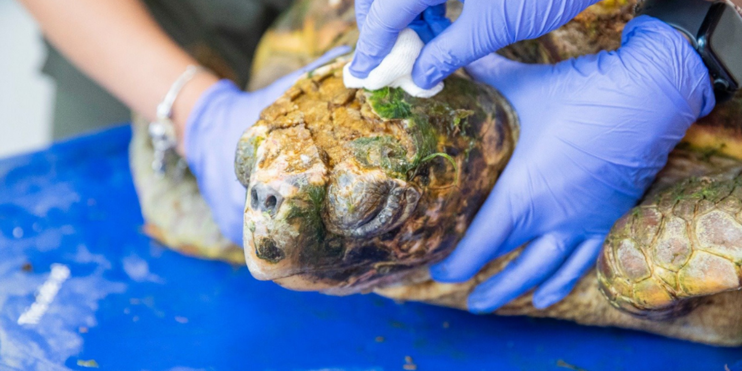 Körfez’deki yaralı Caretta caretta kurtarıldı