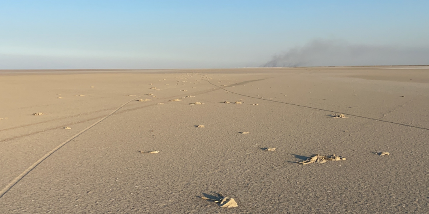 Tuz Gölü'nde toplu flamingo ölümleri: İnceleme başlatıldı