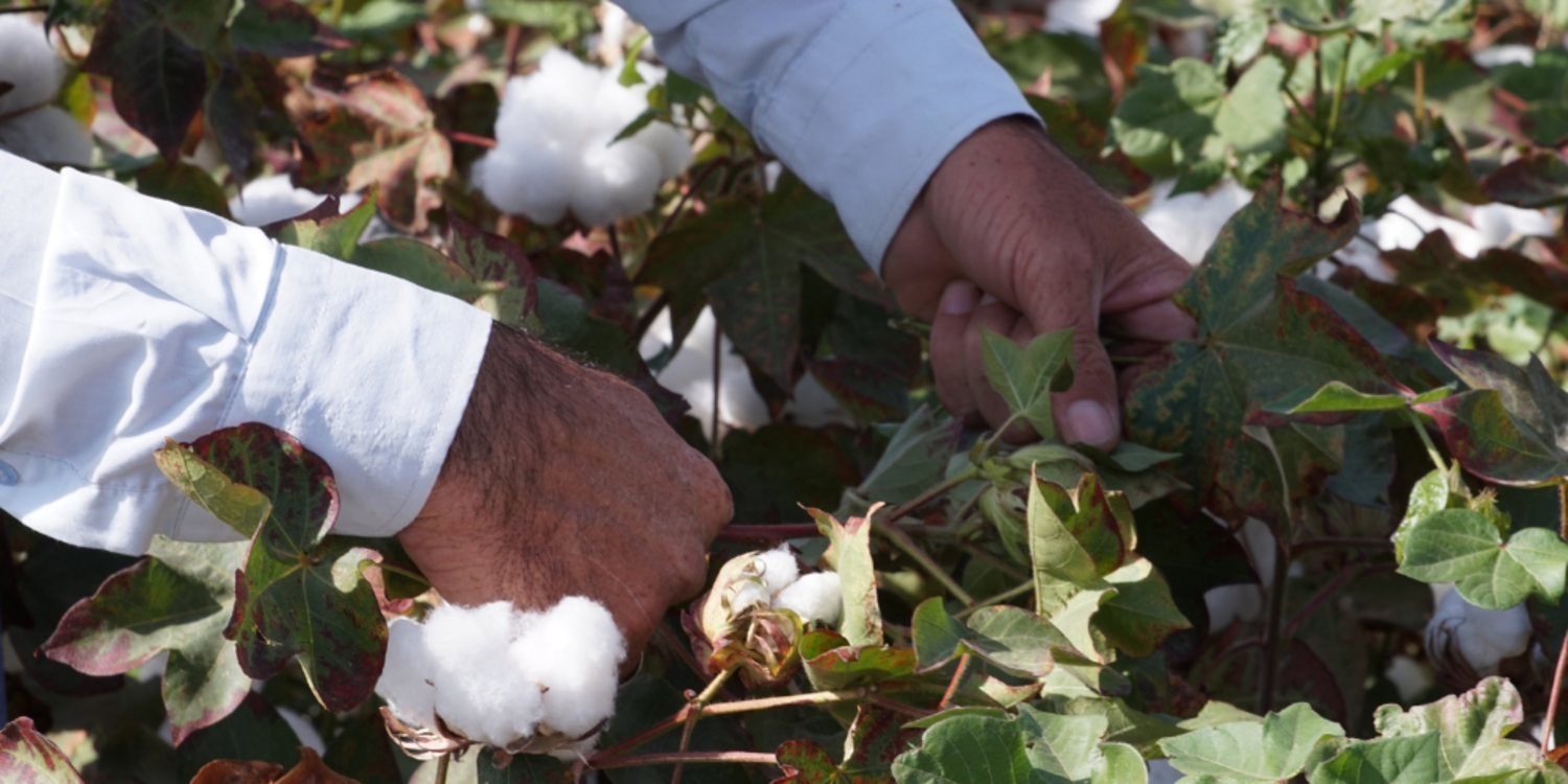 Pamukta ekim alanları ve rekolte düştü
