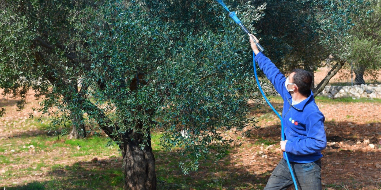 İzmir’de zeytinde hastalık bitti verim arttı