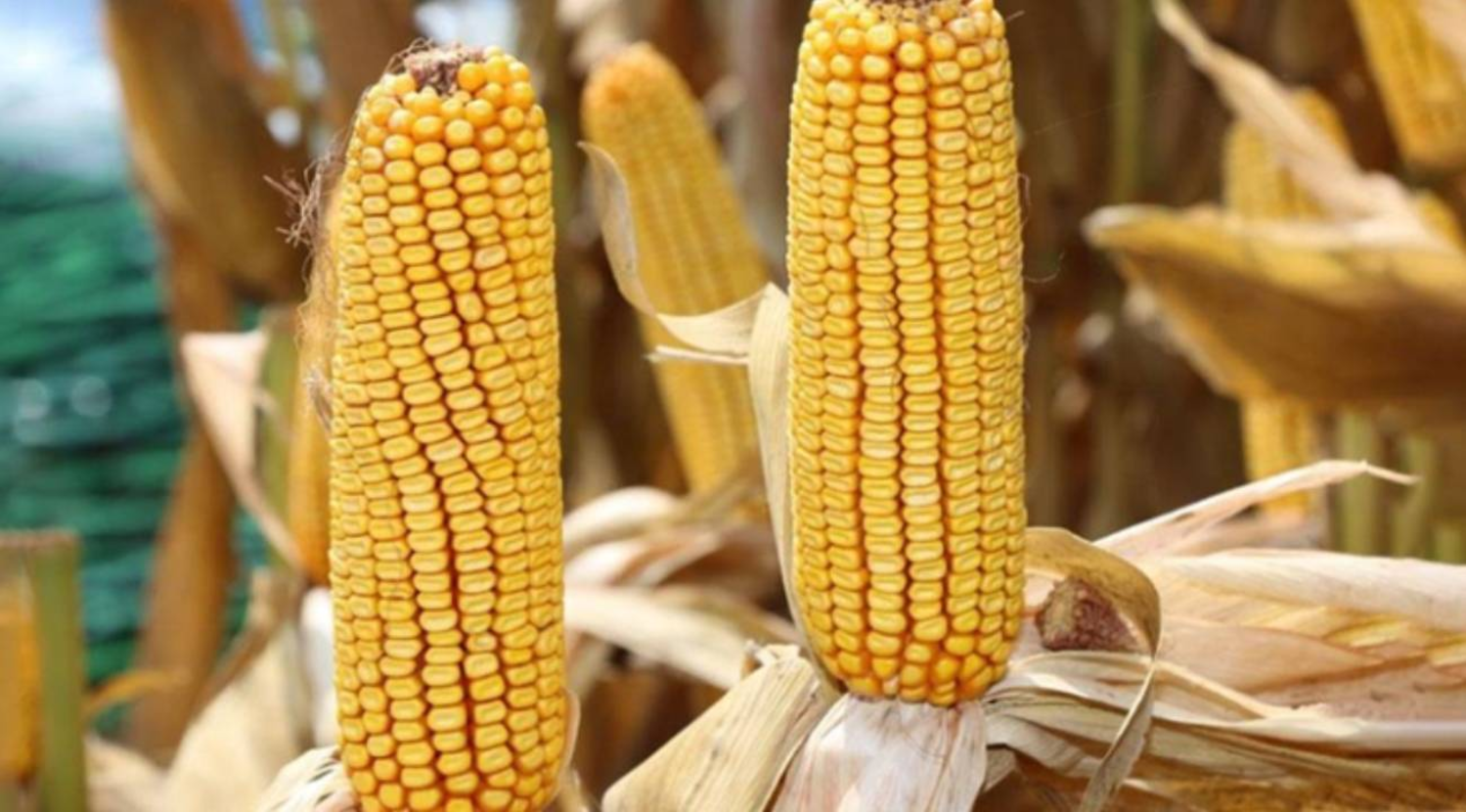 TMO, 2025 yılı mısır alım fiyatlarını açıkladı